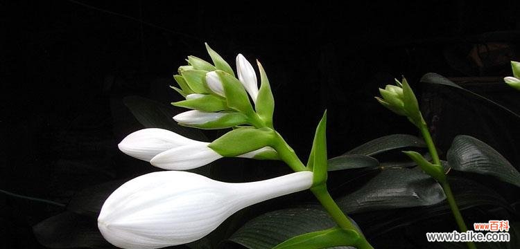 探寻玉簪花的神秘花语，品味花的美丽 玉簪花的花语