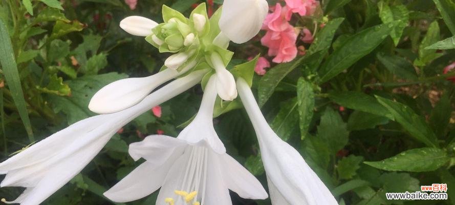 探寻玉簪花的神秘花语，品味花的美丽 玉簪花的花语