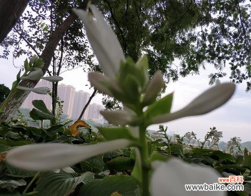 探寻玉簪花的神秘花语，品味花的美丽 玉簪花的花语