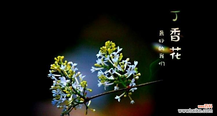 探秘丁香的含义和传说 丁香花语
