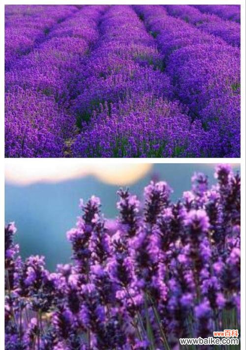 探究薰衣草传递的心意与情感 薰衣草的花语