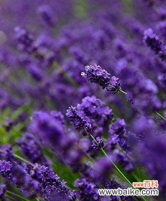 探究薰衣草传递的心意与情感 薰衣草的花语