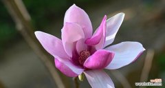 寓意高贵，象征永恒 紫玉兰的花语