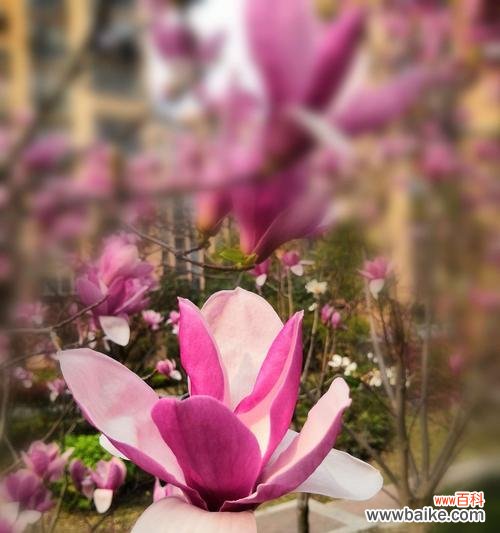 寓意高贵，象征永恒 紫玉兰的花语