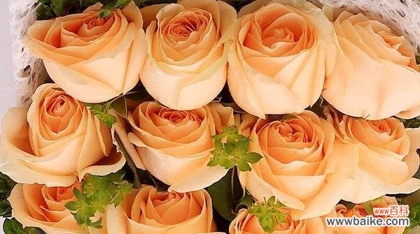 探寻橙色玫瑰所代表的爱情、感情和祝福之意 橙色玫瑰花语与意义