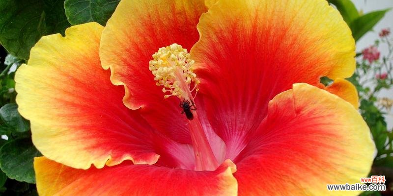 用花语传达不言之意 解读木槿花语