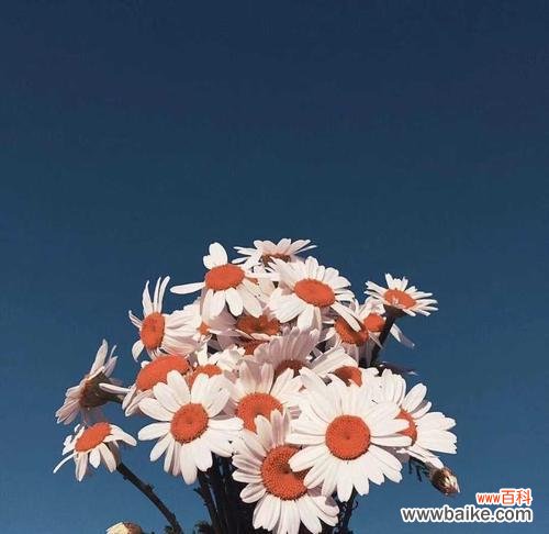 小雏菊的神秘与美丽 解读小雏菊的花语