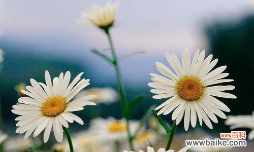 小雏菊的神秘与美丽 解读小雏菊的花语