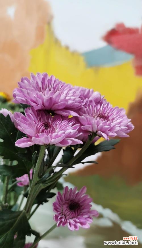 小雏菊的神秘与美丽 解读小雏菊的花语