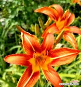 唤醒心中的希望 萱草的寓意