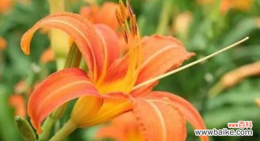 唤醒心中的希望 萱草的寓意