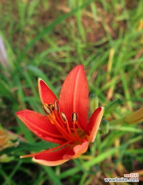 唤醒心中的希望 萱草的寓意