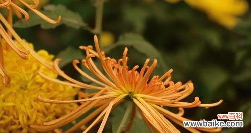 解读送菊花的八种寓意 送菊花的含义