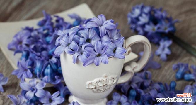 揭秘花语背后的意义,唤醒心底深处的情感 探寻白色风信子的花语