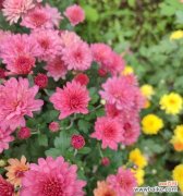 探究菊花的象征意义与传统价值观 解读菊花的文化内涵