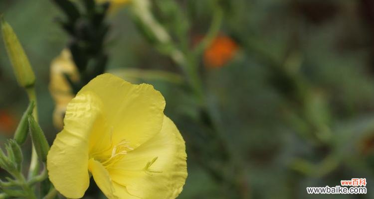 探究月见草的文化价值和神话背景 探秘月见草的花语与传说