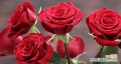 解读12朵玫瑰花的含义 玫瑰花花语之浪漫之语