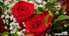14朵玫瑰花语传递的爱情信息与深意 14朵玫瑰花语的浪漫寓意