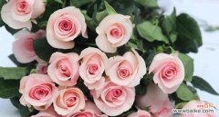 探究11朵玫瑰所代表的花语 11朵玫瑰的花语深意