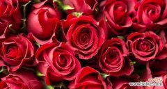 以12朵玫瑰花语传递的爱与祝福 玫瑰花语揭示的情感深意