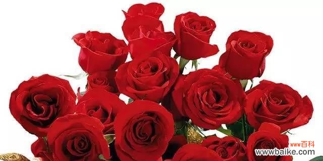 玫瑰花语中的深情告白与祝福 浪漫花语解读——16朵玫瑰代表的含义