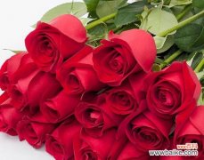 用花语传达真挚情感的艺术——16朵玫瑰代表的意义探究 玫瑰的花语之解读16朵玫瑰的含义