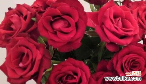 解析18朵玫瑰花所代表的情感和寓意 18朵玫瑰花语的深意