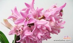 什么花代表真诚的花语？了解花语背后的意义是什么？