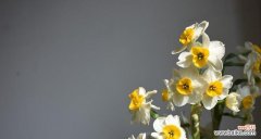 什么花代表自爱自尊？花语中自尊自爱的花朵有哪些？