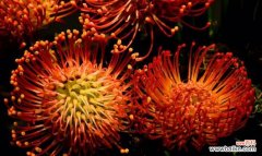 什么花代表真诚的心？揭秘花语背后的含义！