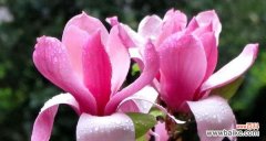 什么花的花语代表真相？揭秘真相之花的含义是什么？