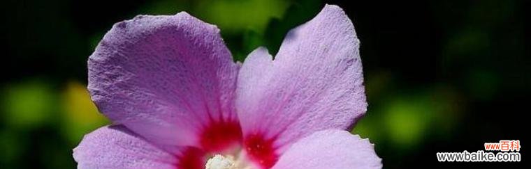 什么花代表执着的花语?如何用花表达坚持和毅力?