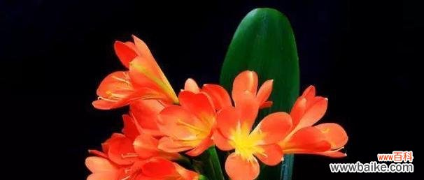 什么花代表挚爱?揭秘花语中的深情含义