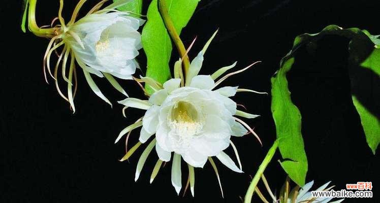 什么花代表至死不渝的爱？揭秘象征永恒爱情的花卉？