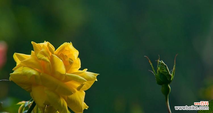 什么花代表至死不渝的爱？揭秘象征永恒爱情的花卉？