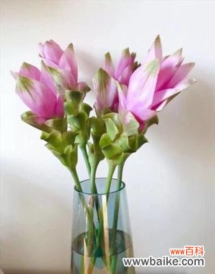 揭秘姜荷花的花语及象征 传说中的姜荷花