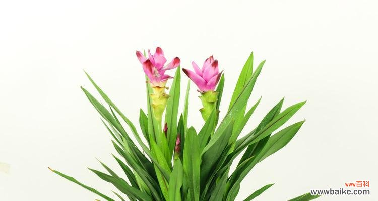 揭秘姜荷花的花语及象征 传说中的姜荷花