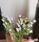 传递清新与自由的声音 风铃的花语