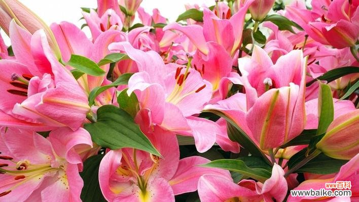 传递温暖，献上祝福 圣诞百合的花语