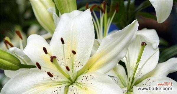 传递温暖，献上祝福 圣诞百合的花语