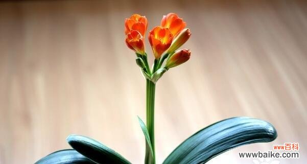 君子兰的神秘面纱与深刻含义 探秘君子兰的花语与寓意