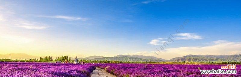 让薰衣草代表你的心意——送给适合的人 薰衣草花语及寓意解读