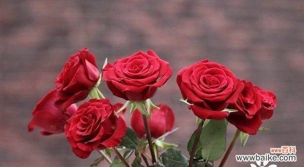 传递爱意与祝福的花语 11朵玫瑰花的寓意