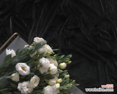 探究黑色桔梗花的神秘背景及象征意义 揭开黑色桔梗花花语之谜