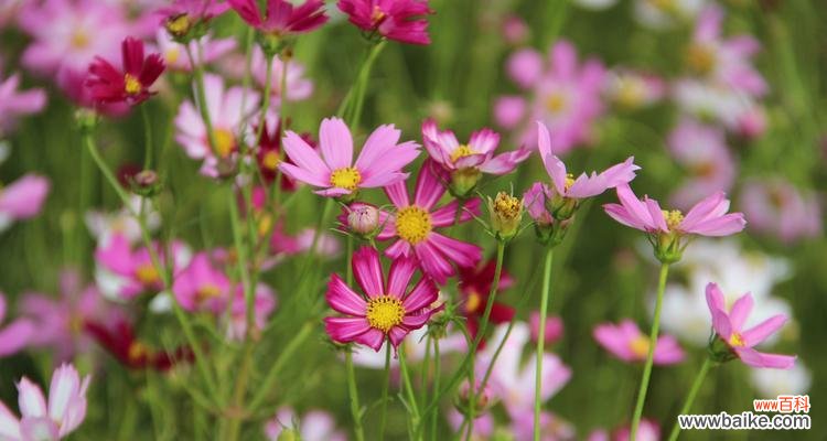 探秘格桑花背后的丰富内涵 格桑花之美——花语与寓意