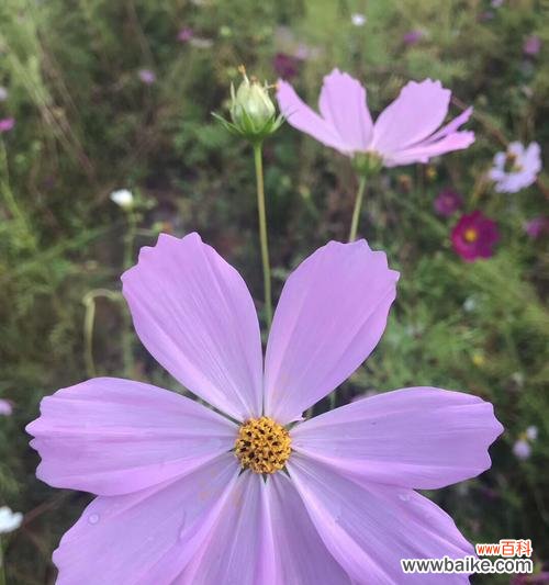 探秘格桑花背后的丰富内涵 格桑花之美——花语与寓意