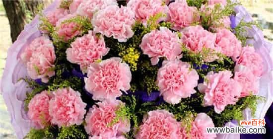 传递爱意的花束-康乃馨 康乃馨的花语与寓意