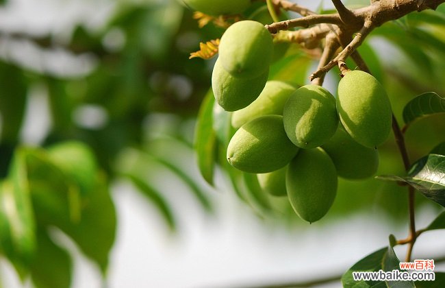 青果的药用功效与食用作用