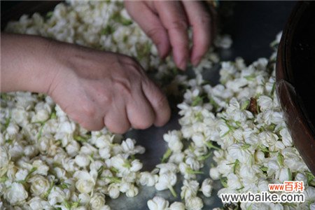 茉莉茶叶的功效与禁忌