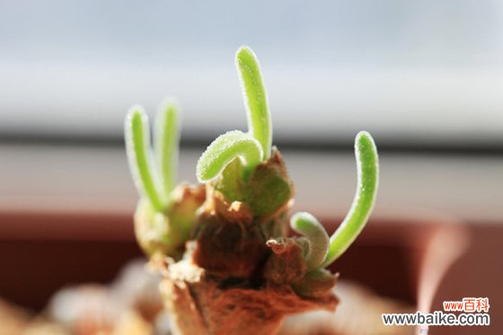 多肉碧光环怎么养？碧光环长大后图片